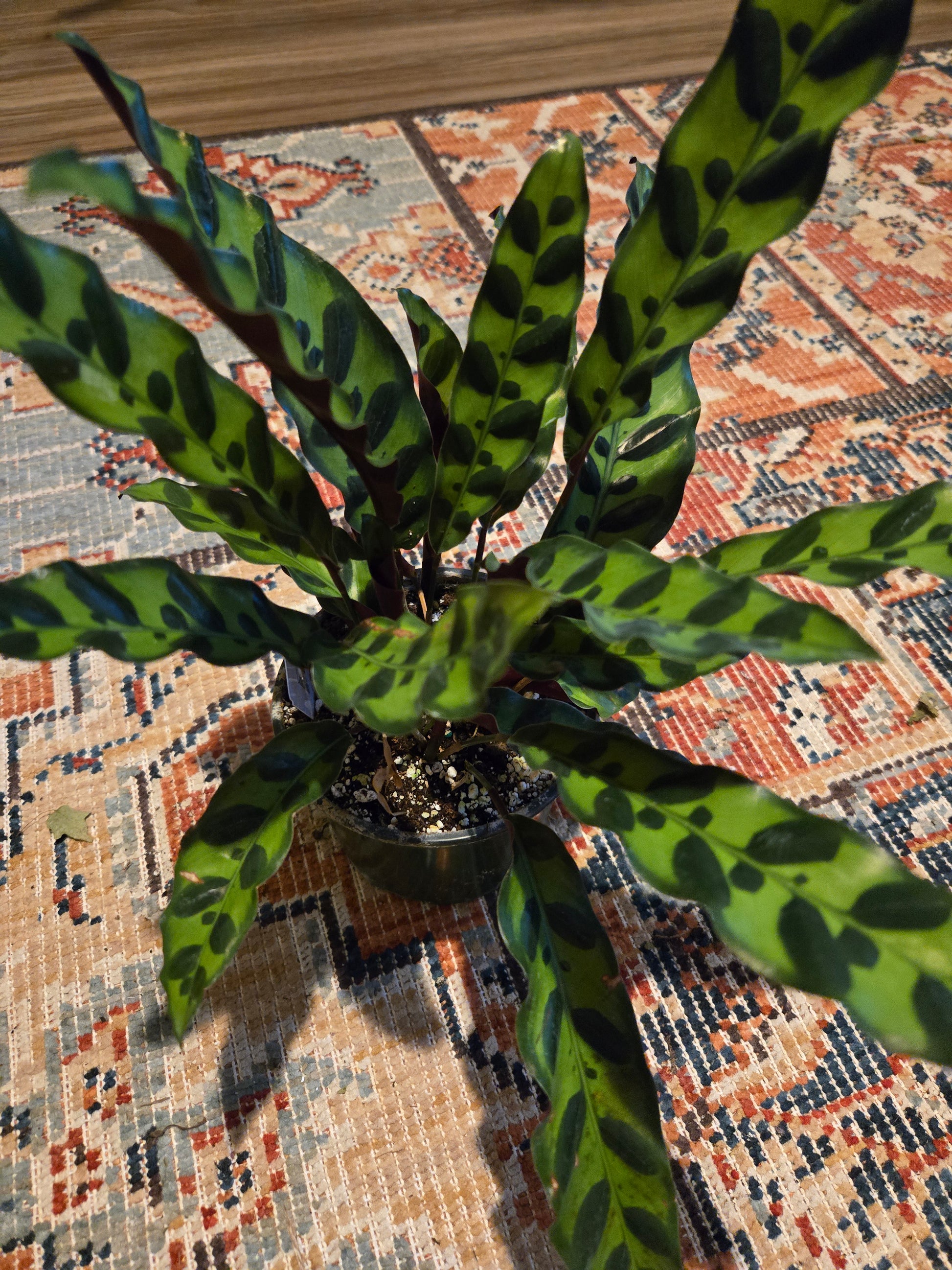 plant rattling like snake Rattle Snake Plant