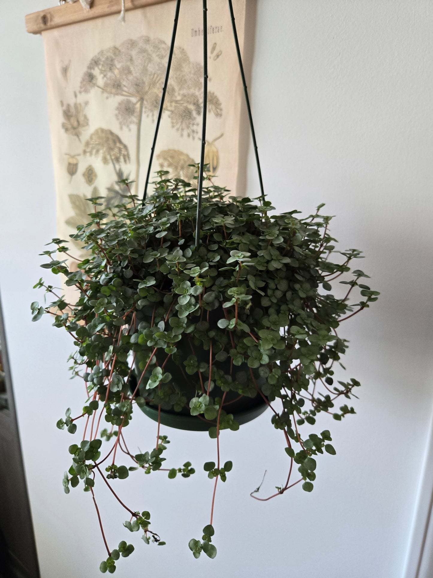 Pilea Glacua