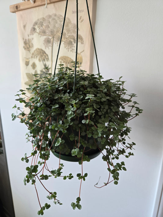 Pilea Glacua