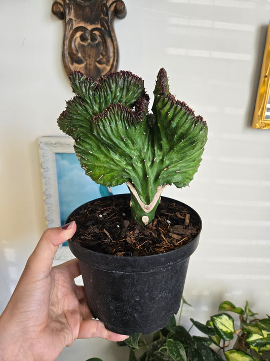 Euphorbia Grafted- Mermaid Tail