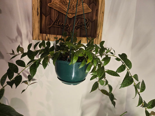 Black Pagoda Lipstick Plant Hanging Basket