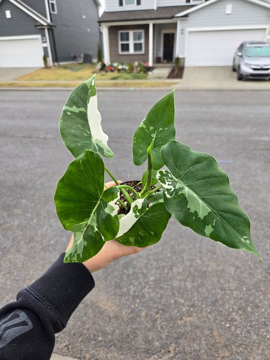 Alocasia Odora Okinawa Silver