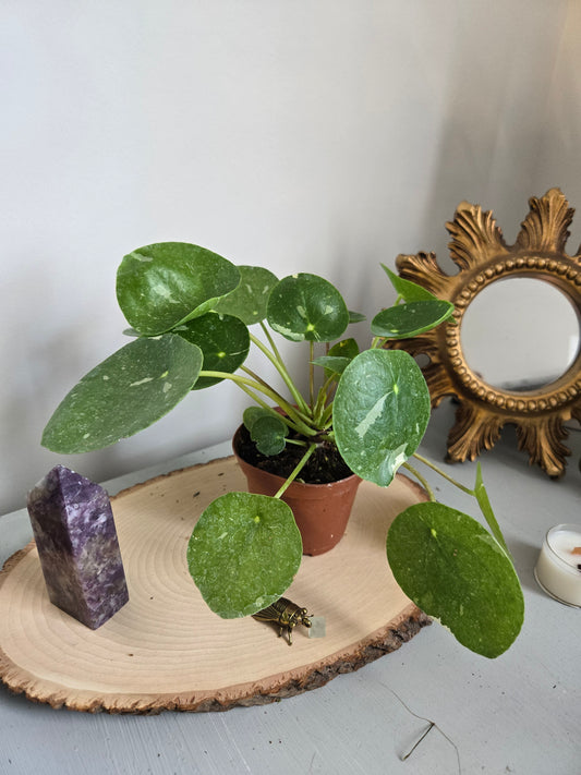 Pilea White Spash