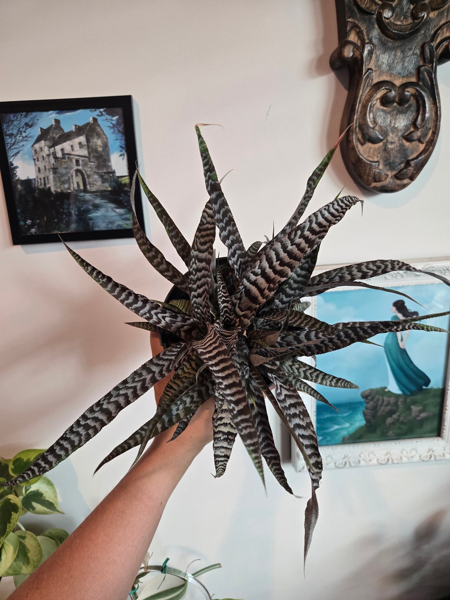 Bromeliad Absolute Zero
