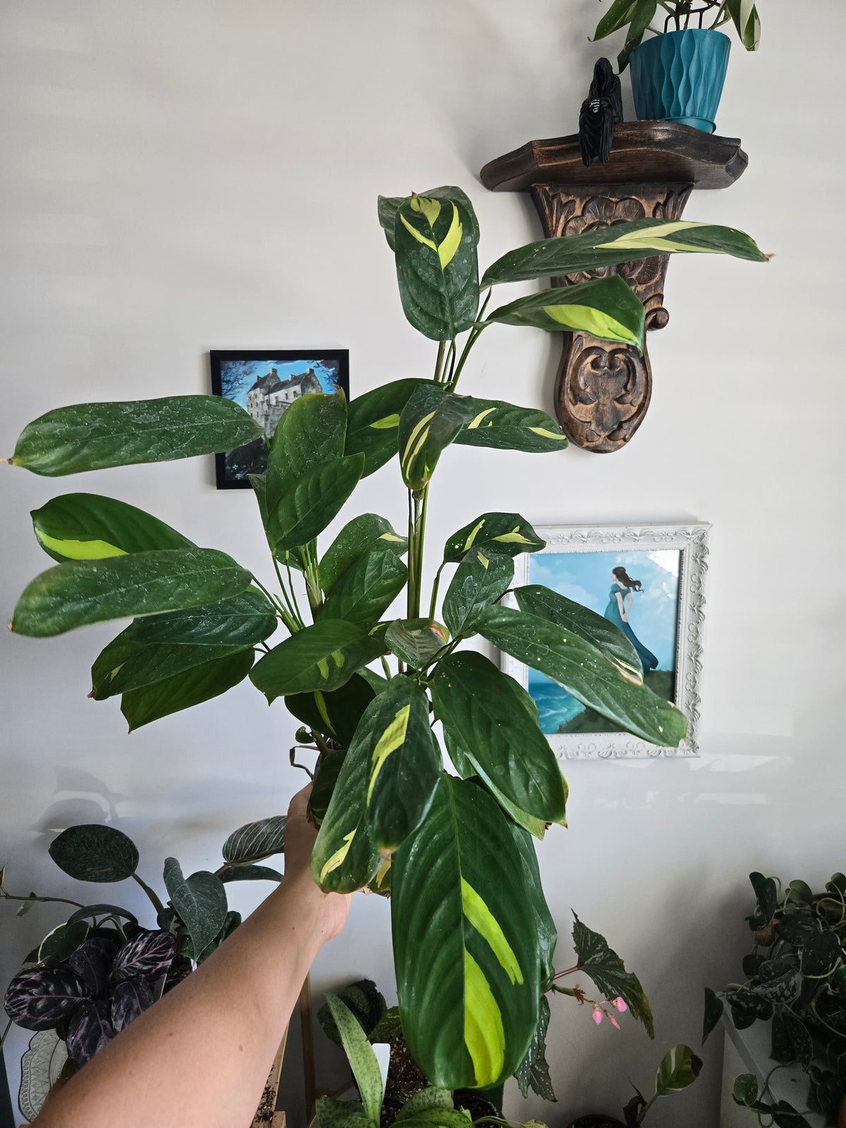 Ctenanthe lubbersiana