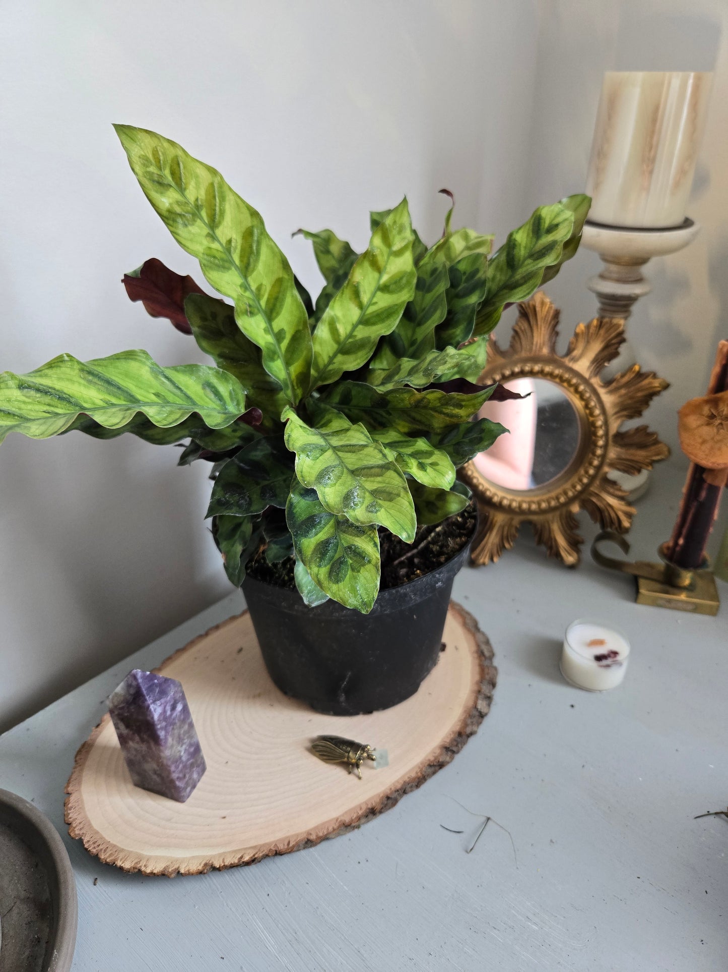 6 in Rattle Snake Plant