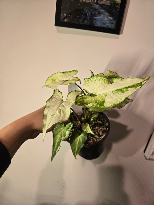 Three Kings Syngonium