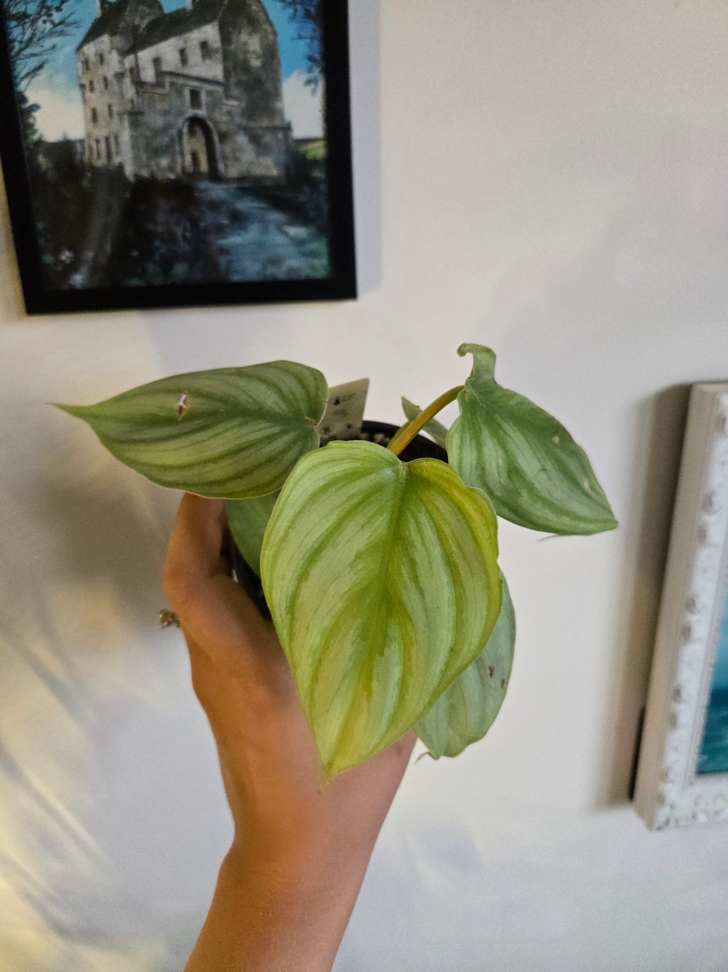 Philodendron Pastazanum Silver