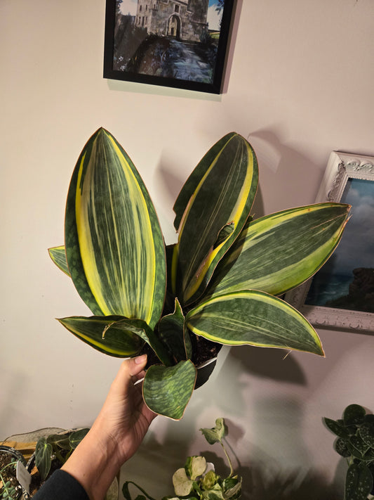 Variegated Whale Fin