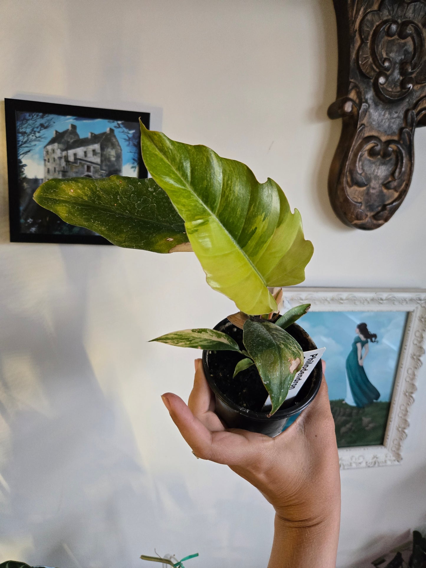 Philodendron Caramel Marble