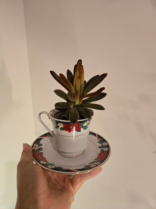 Kalancho Cinnamon In Christmas Tea Cup