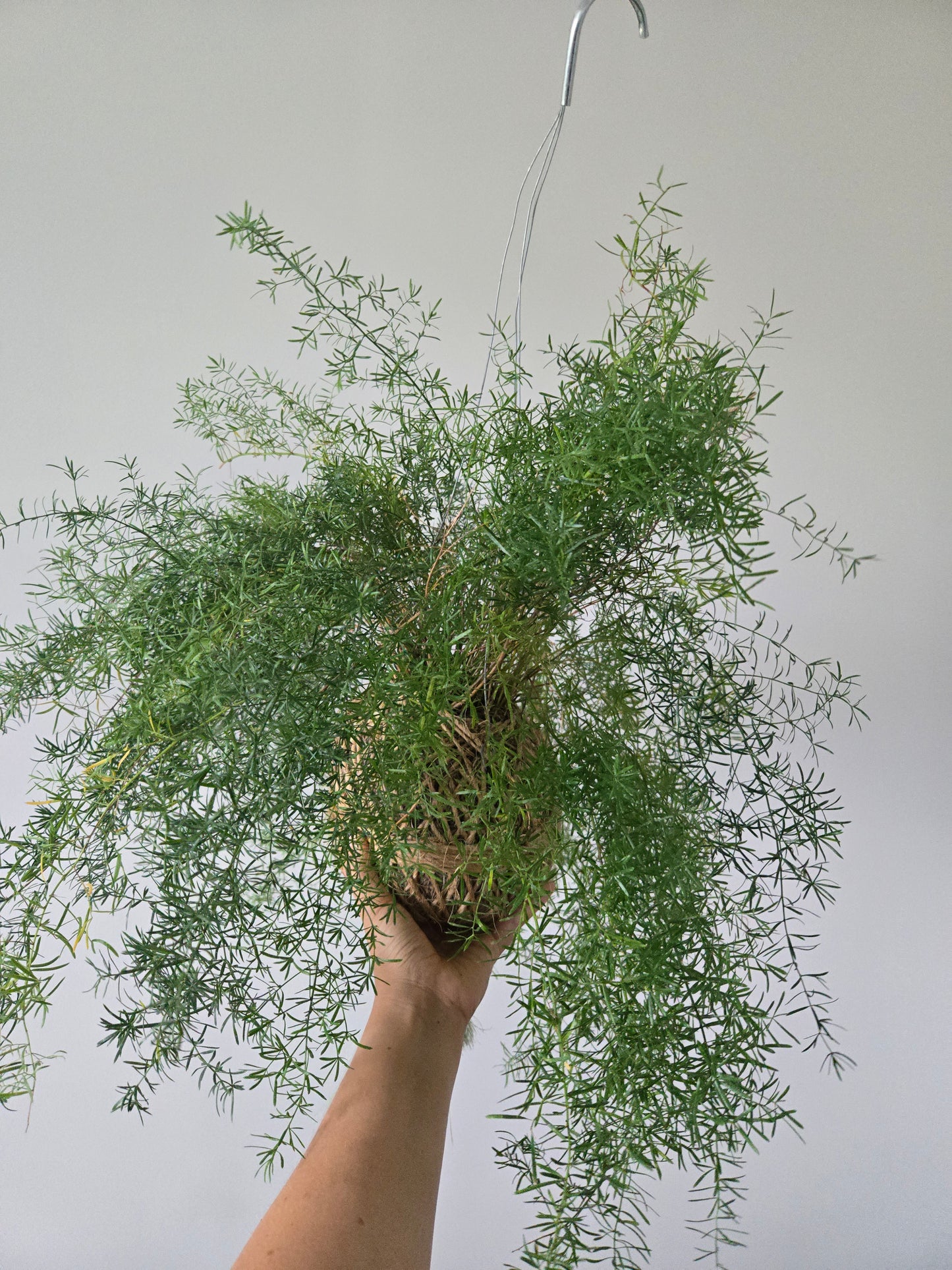 Kokedama