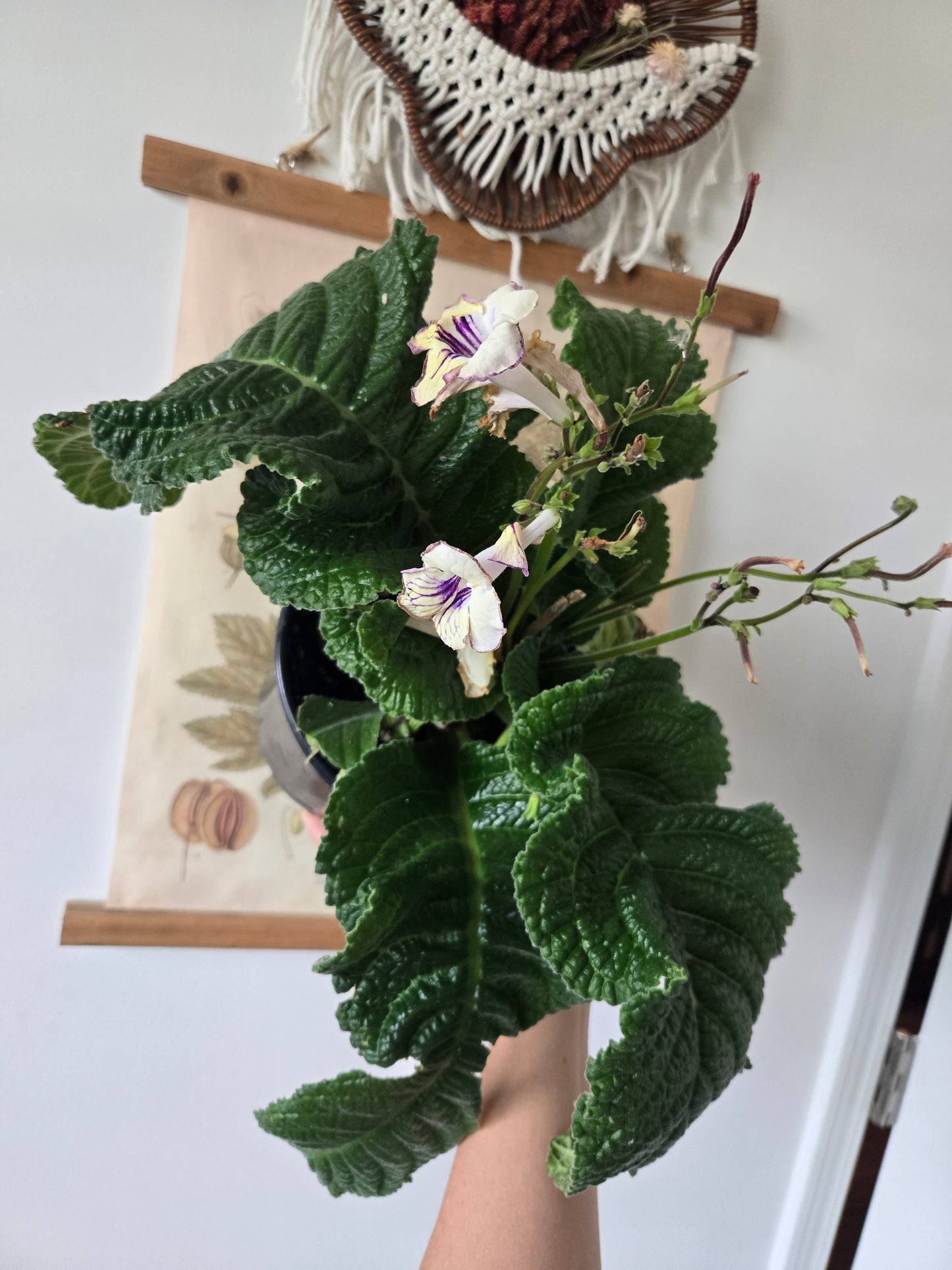 Streptocarpus, Flowering Cape Primrose