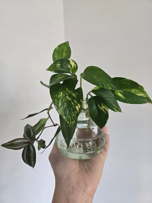 Small Green Arrangement