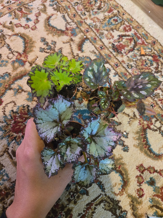 Begonia Rex Plugs