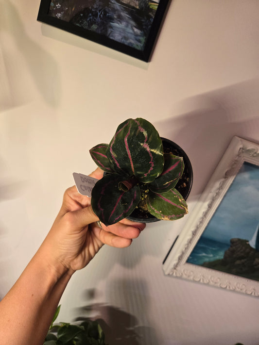 Calathea Dottie