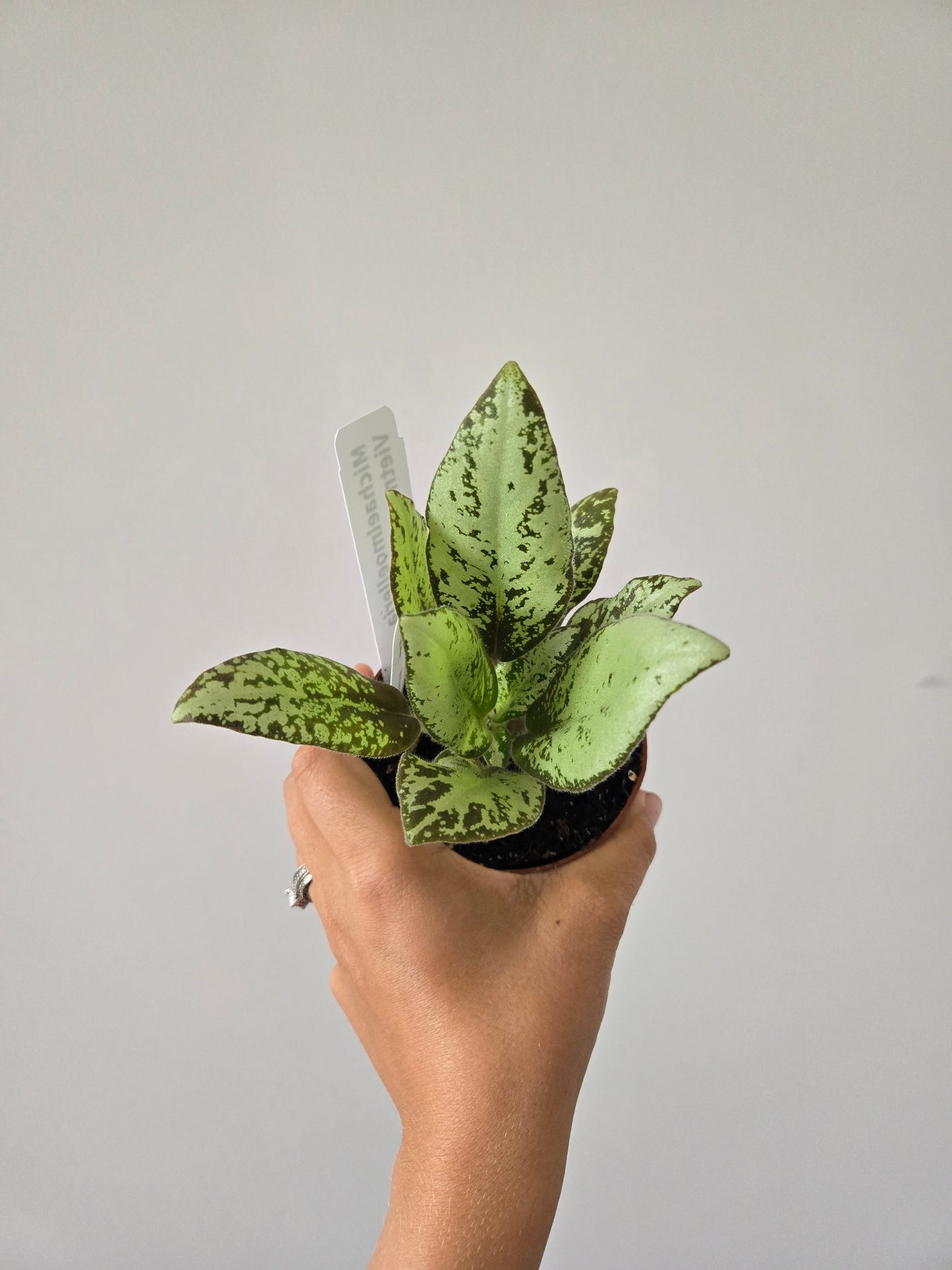 Michaelmoelleria Vietnamensis
