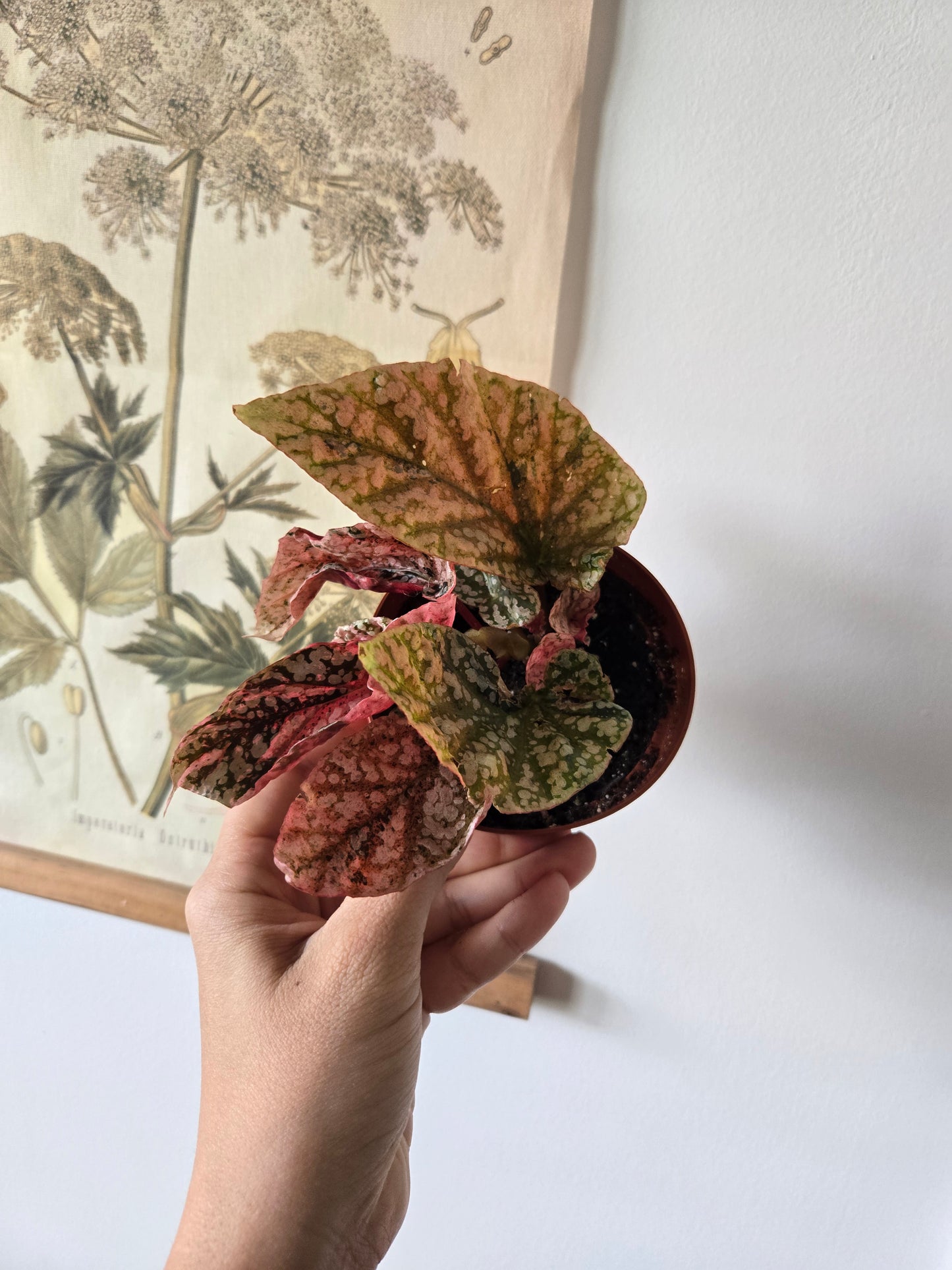 Variegated Snow Capped Begonia