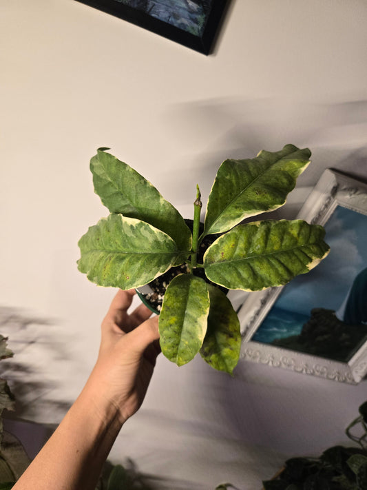 Hoya Multiflora Varigated Shooting Star
