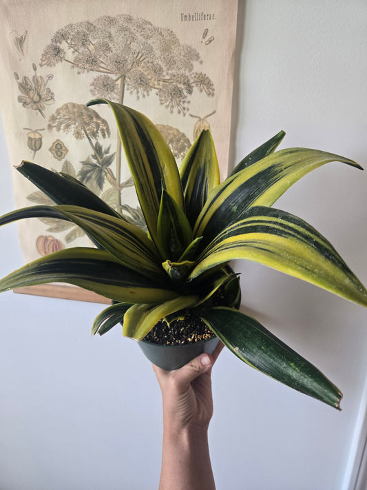Sansevieria trifasciata 'Gold Flame'