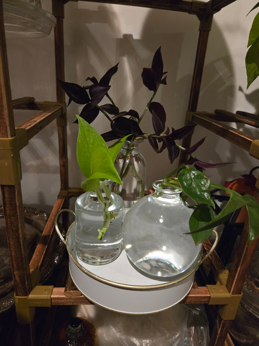 Tray with Modern Vases and Plant Propagations