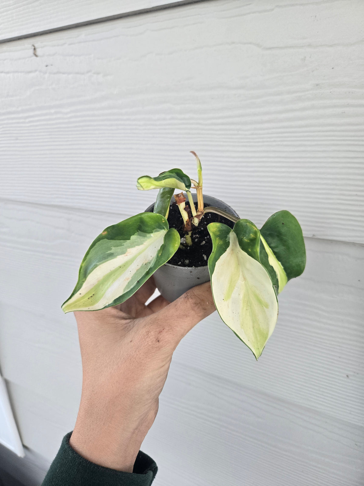 Philodendron Gabby