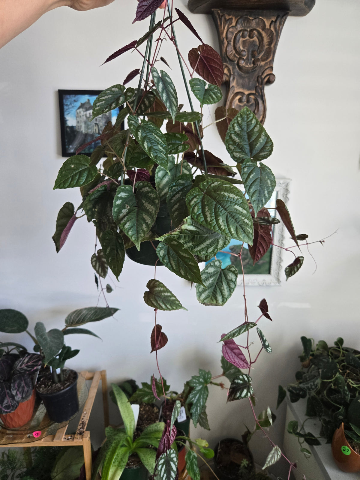 Cicssus Discolor Hanging Basket