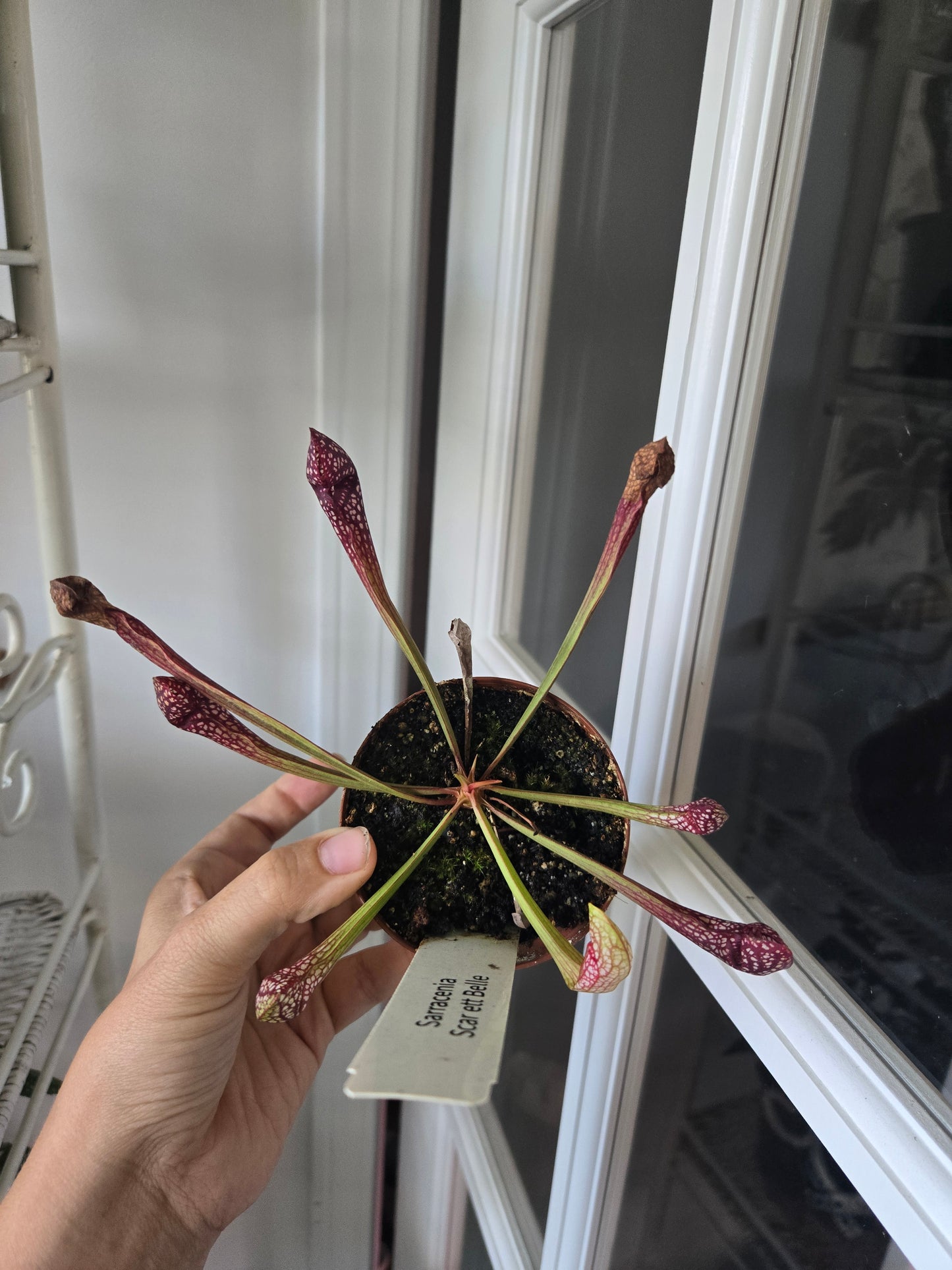 Sarracenia 'Scarlet Belle'