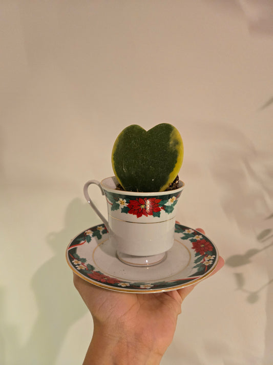 Varigated Hoya Kerri in Christmas tea Cup