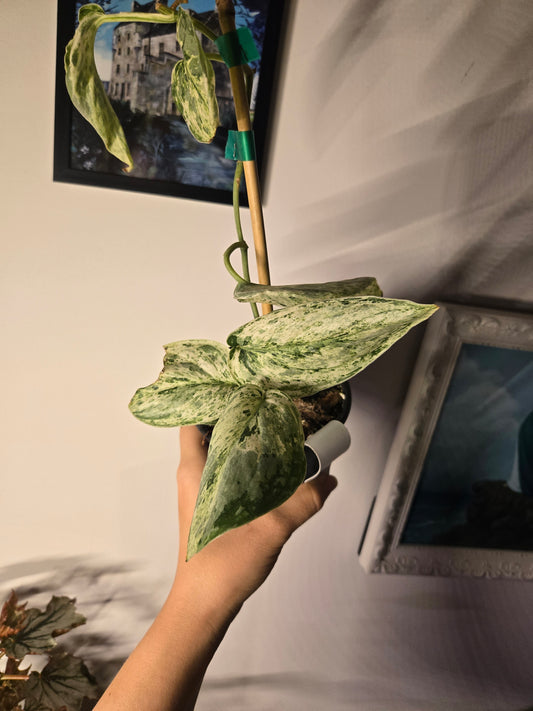 Scindapsus Jade Satin Marble Varigated