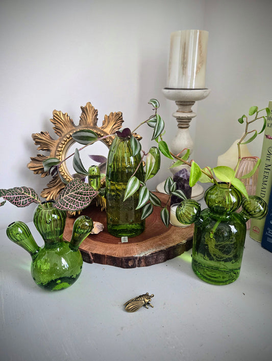 Cactus Propagation Container