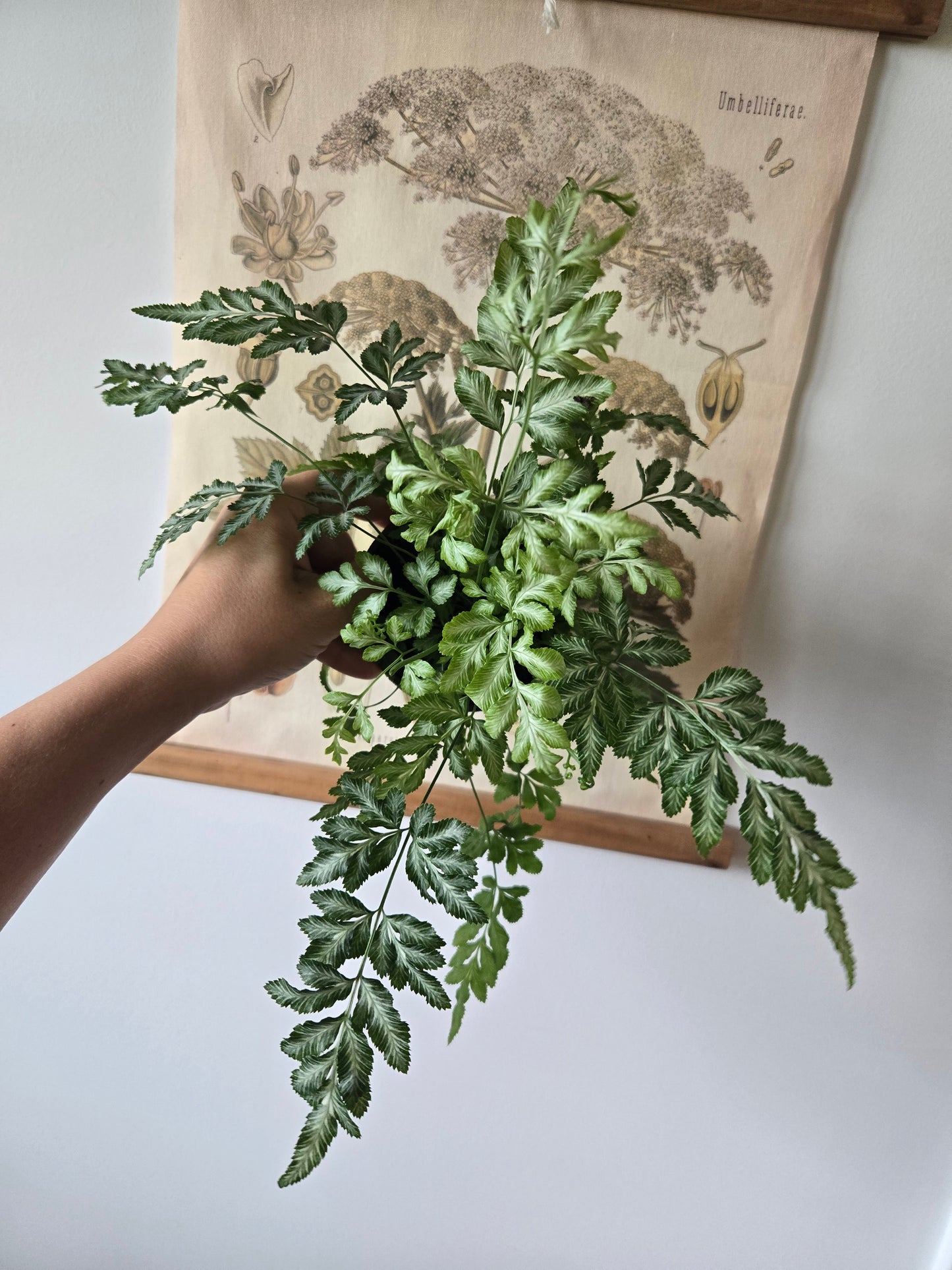 Silver Lace Fern