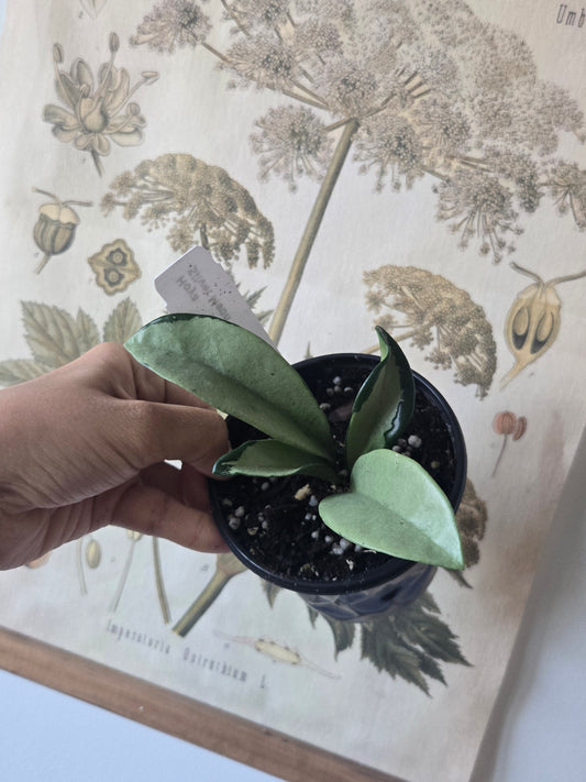 Hoya Silver Moon