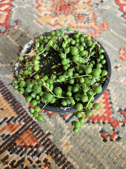 4.5 in String of Pearls