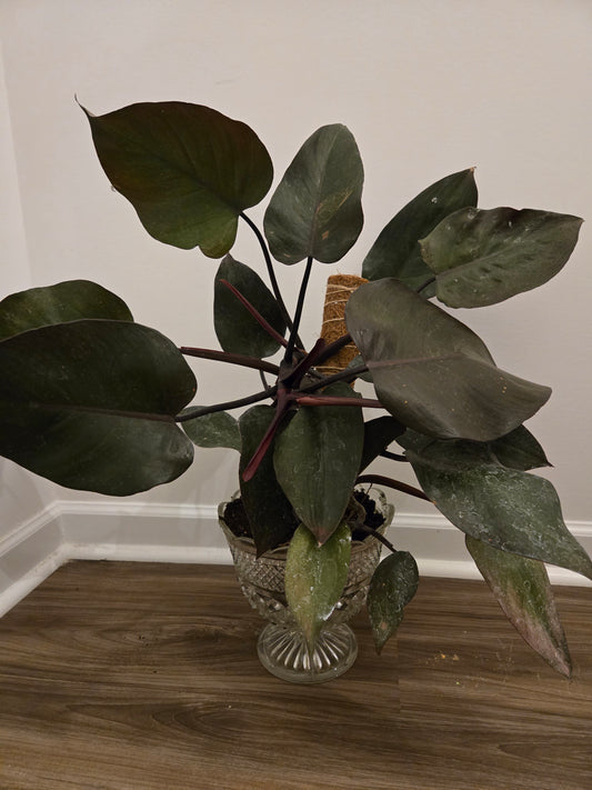 Large Philodendron "New Red" in Antique Vessel