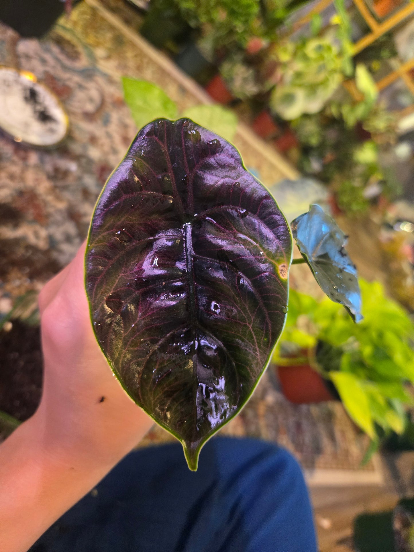 Alocasia Azlanii Corm