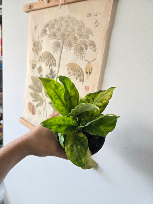 Homalomena Camouflage