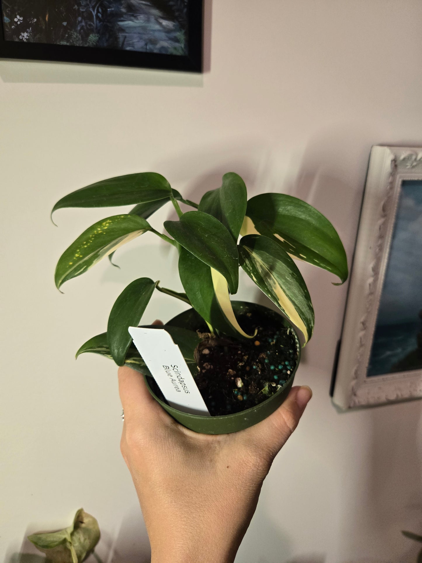 Scindapsus Blue Aura Varigated