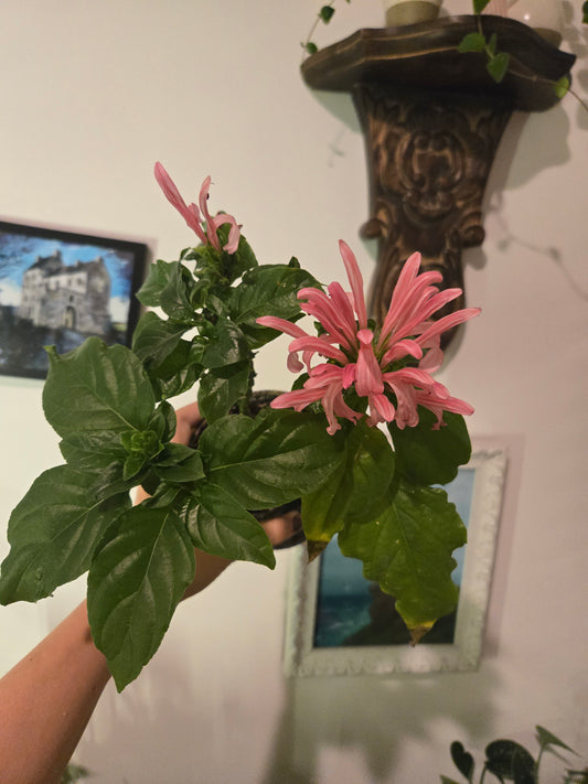 Justica Carnea