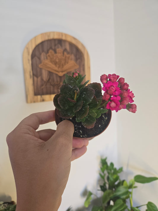 Kalanchoe Chocolate Soldier