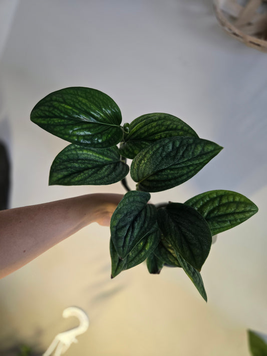 Monstera Peru