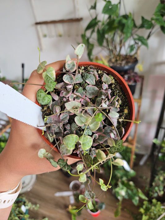 String of Hearts Varigated