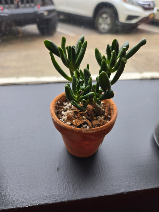 3 in Succulent