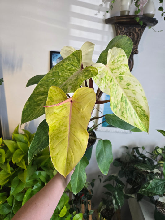 Painted Lady Philodendron