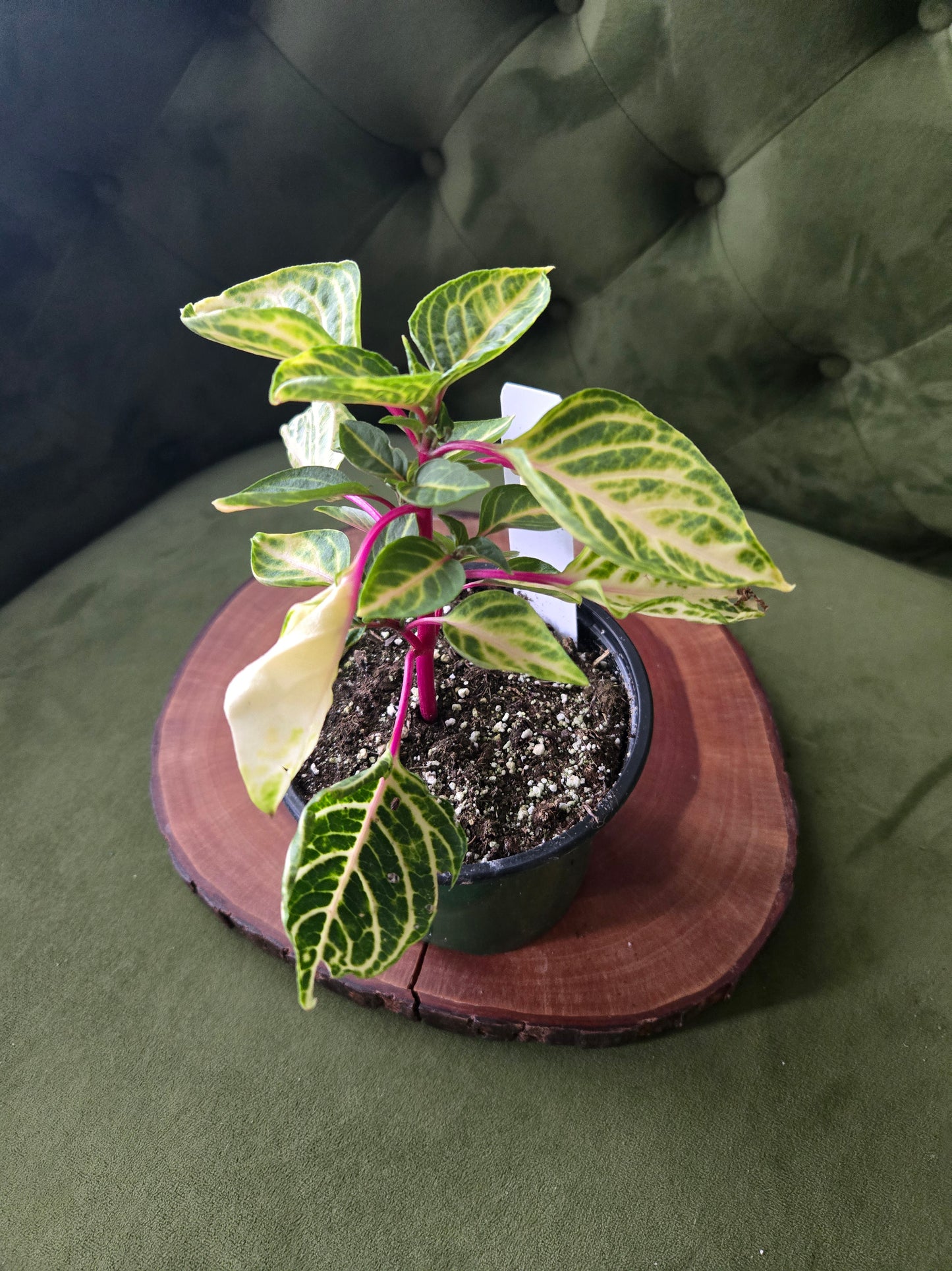 Iresine Chicken Gizzard Yellow