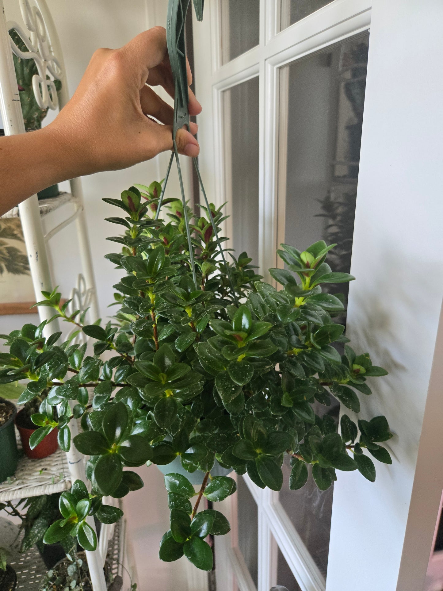 Goldfish Candy Corn Hanging Basket