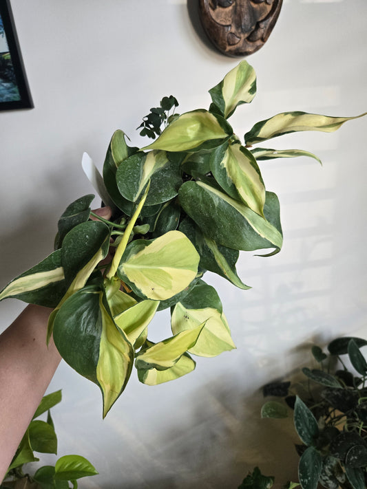 Philodendron Silver Stripe
