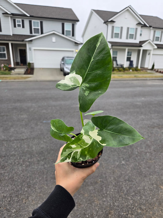 Variegated Alocasia 'macrorrhiza'