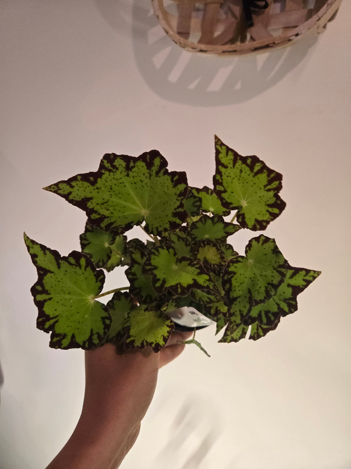 Rex Begonia