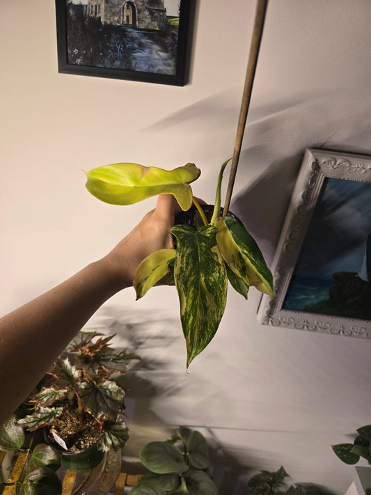 Philodendron Florida Beauty Sunrise